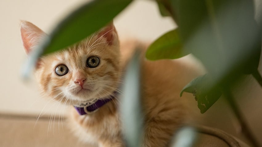 Köpekler Hakkında, Kediler Hakkında
